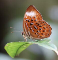 Taxila haquinus