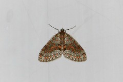 Trichopterigia sanguinipunctata