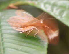 Taxila haquinus