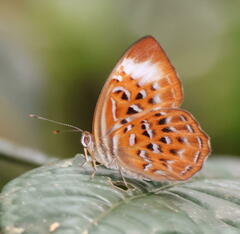Taxila haquinus