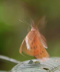 Taxila haquinus