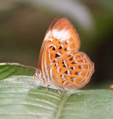 Taxila haquinus