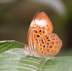 Taxila haquinus