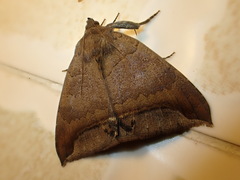 Achaea