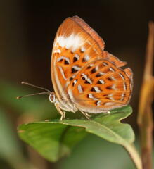Taxila haquinus