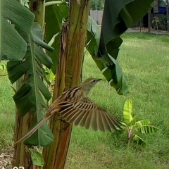 Megalurus palustris