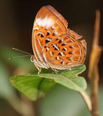 Taxila haquinus