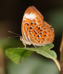 Taxila haquinus