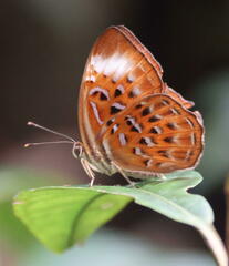 Taxila haquinus