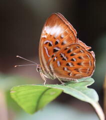 Taxila haquinus