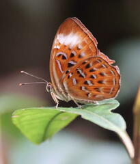 Taxila haquinus