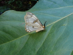 Pseudaphelia apollinaris