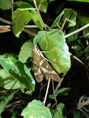 Nephele argentifera