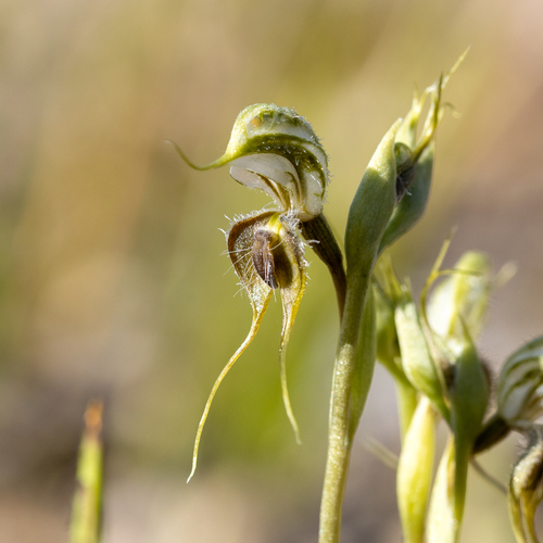 Hairy Rufous Greenhood (Pterostylis ciliata)