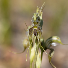 Pterostylis ciliata