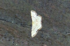 Idaea craspedota