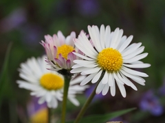 Bellis perennis