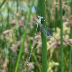 Lestes uncifer