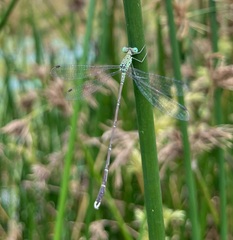 Lestes uncifer