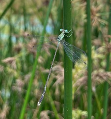 Lestes uncifer