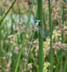 Lestes uncifer