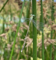 Lestes uncifer