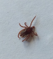 Ixodes pilosus