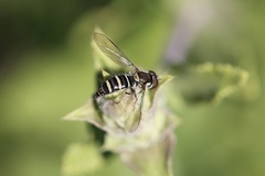 Fazia micrura