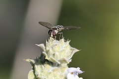 Fazia micrura