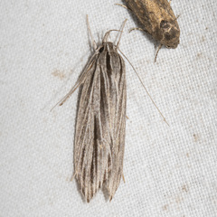 Leistarcha scitissimella