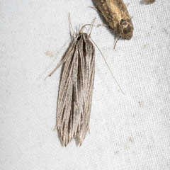 Leistarcha scitissimella