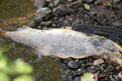Oncorhynchus gorbuscha
