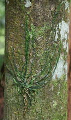 Taeniophyllum