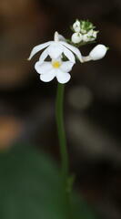 Calanthe