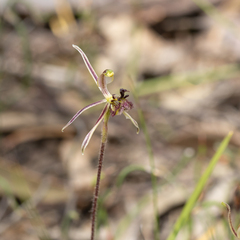 Caladenia barbarossa