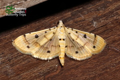 Pycnarmon lactiferalis