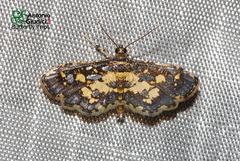 Eurrhyparodes bracteolalis