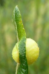 Euura pedunculi
