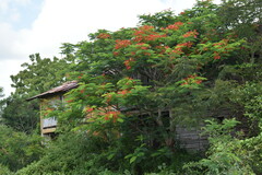 Delonix regia