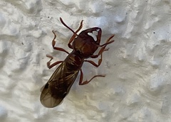 Amblyopone australis