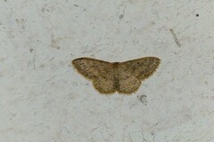 Idaea actiosaria