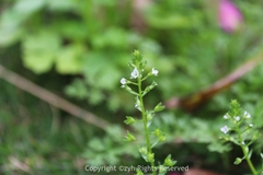 Veronica undulata