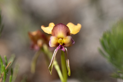Diuris longifolia