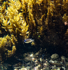 Mecaenichthys immaculatus