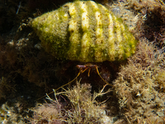 Dardanus crassimanus