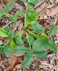 Talinum paniculatum