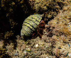 Dardanus crassimanus