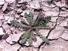 Launaea capitata
