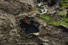 Polycephalomyces tomentosus