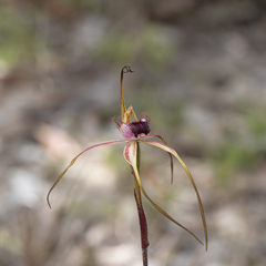 Caladenia heberleana